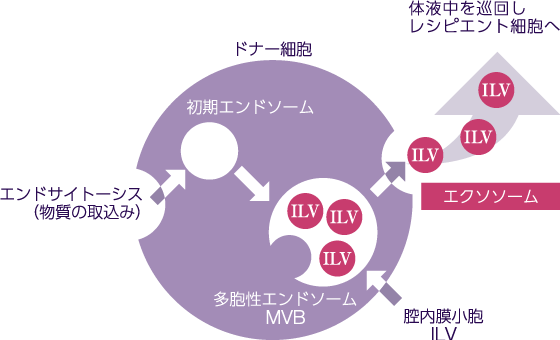 エクソソームの分泌経路図解