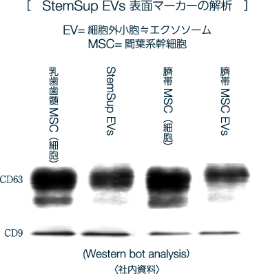 StemSup EVs 表面マーカーの解析