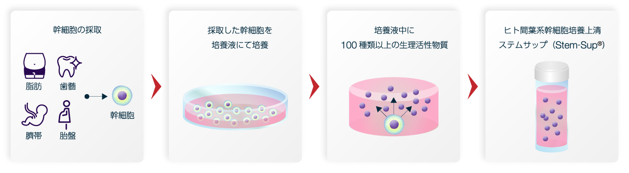 幹細胞培養上清ができる課程