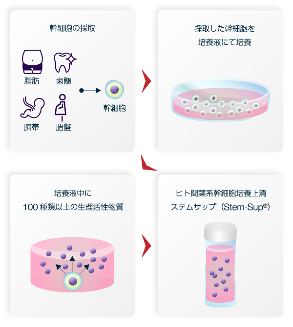 幹細胞培養上清ができる課程